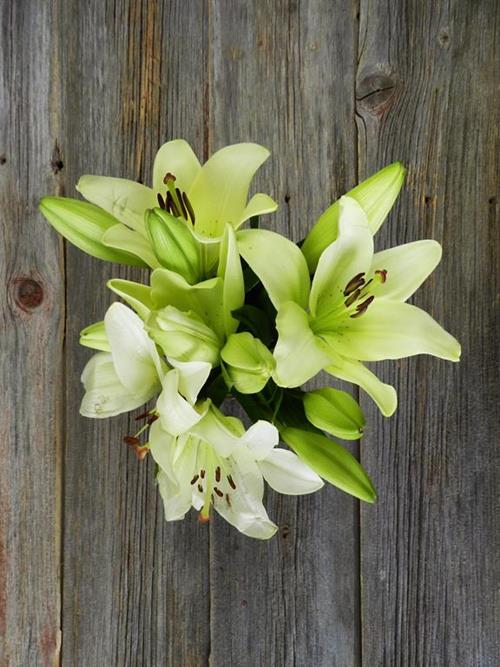 ERCOLANO WHITE ASICATIC LILLIES